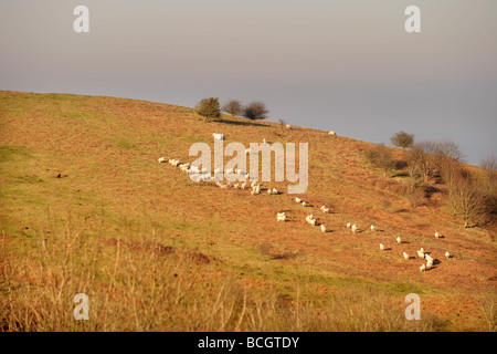 Allentato un cane insegue le pecore su Malvern Hills Foto Stock