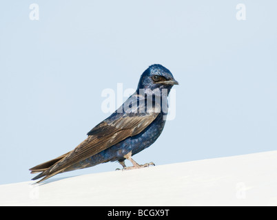 Viola Martin (Progne subis) Foto Stock