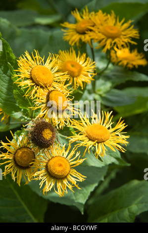 Cuore lasciato Oxeye Telekia speciosa giardino fiorito Cambridgeshire England UK Luglio Foto Stock