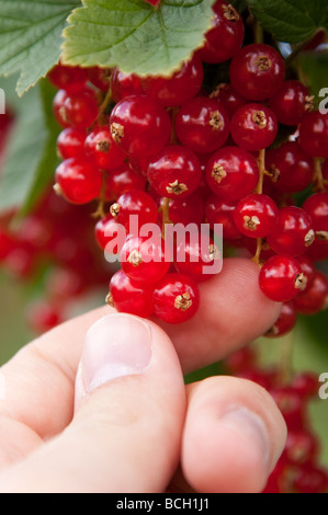 Persona picking ribes rosso su Garsons farm in Esher, Regno Unito Foto Stock