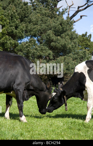 Le vacche il testa a testa in un campo della Cornovaglia, Cornwall, Regno Unito Foto Stock