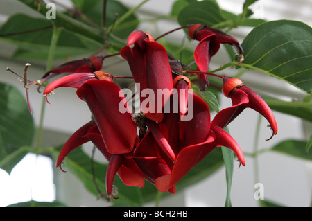 Cockspur Coral Tree, Erythrina crestato-galli, Fabaceae, Argentina, Uruguay, Brasile e Paraguay Foto Stock