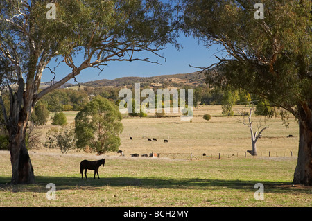 Cavallo e campi nei pressi Tumut Sud del New South Wales AUSTRALIA Foto Stock