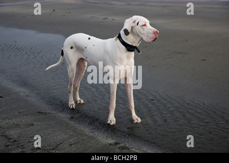 White Harlequin 'Great Dane',maschio sulla spiaggia. Foto Stock