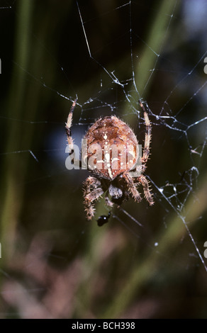 Giardino femmina ragno Araneus diadematus Araneidae al centro del suo orb web UK Foto Stock