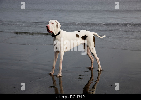 White Arlecchino Alano maschio di due anni sulla spiaggia. Foto Stock