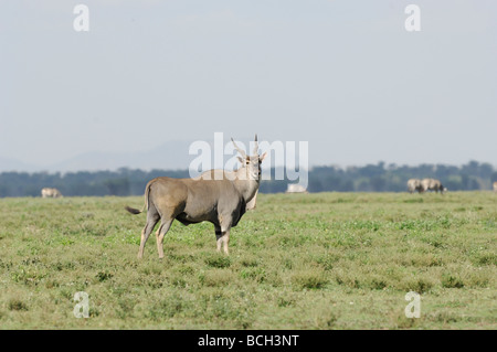 Foto di stock di lone eland sulla breve pianura erbosa di Ndutu, Tanzania, febbraio 2009. Foto Stock