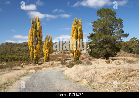 In autunno gli alberi di pioppo strada di ghiaia Sito del villaggio Yarrangobilly nevoso autostrada Mts Kosciuszko National Park Snowy Mts Australia Foto Stock