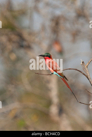 Southern Carmine Gruccione (Merops nubicus nubicoides), Zambia,Africa Foto Stock