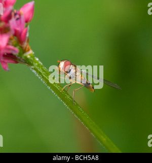 Hoverfly (Episyrphus balteatus), Francia Foto Stock