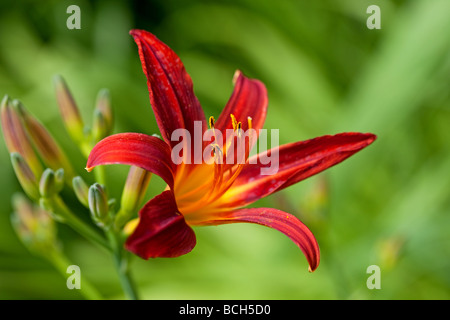 Hemerocallis - giglio di giorno Foto Stock