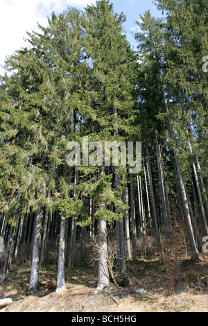 Alberi di pino nella foresta nera a Titisee in Germania Foto Stock