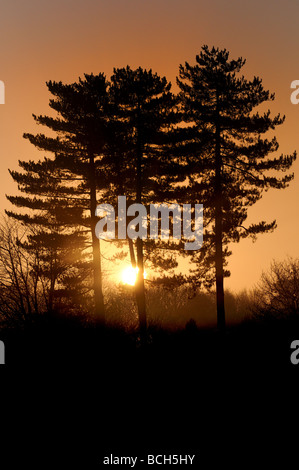 Alberi di pino nella nebbia a Sunrise Tunstall Forest Suffolk Foto Stock