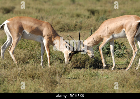 Stock Foto di due Grant's gazzella bucks sparring, Serengeti National Park, Tanzania, febbraio 2009. Foto Stock