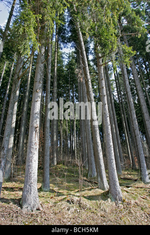 Alberi di pino nella foresta nera a Titisee in Germania. Foto Stock