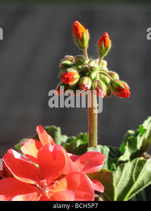 Mazzetto di rosso dei gerani che cresce in giardino Foto Stock