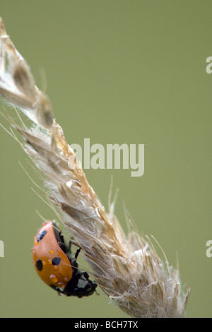 Vista di profilo di un rosso / arancio 7-spot ladybird (Coccinella 7-punctata) a riposo su una testa di erba coperto in gocce di pioggia Foto Stock