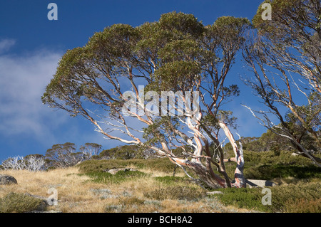 Gomme da neve Charlotte Pass Kosciuszko Parco Nazionale montagne innevate del Nuovo Galles del Sud Australia Foto Stock