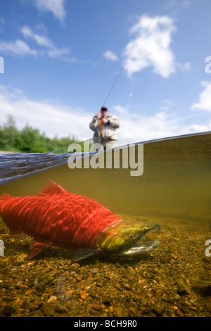 Chiusura del Salmone Sockeye nel fiume con un pescatore a mosca in background Alagnak River, Katmai National Park, Alaska, composito Foto Stock