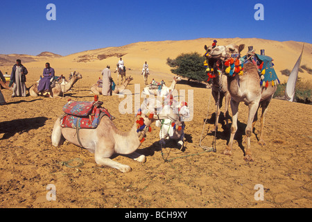 Stazione di cammello ad Aswan Aswan Egitto Foto Stock