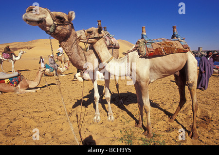 Stazione di cammello ad Aswan Aswan Egitto Foto Stock