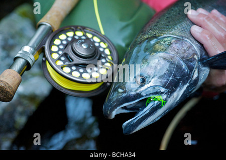 Close up della persona che detiene un Coho salmone e canna da mosca lungo Ward Creek in Tongass National Forest vicino a Ketchikan Alaska Foto Stock