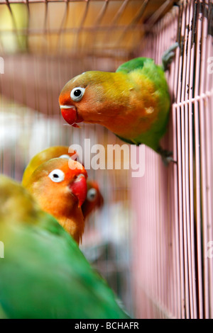 Caged Fischer innamorati Agapornis fischeri in Hong Kong bird market Foto Stock