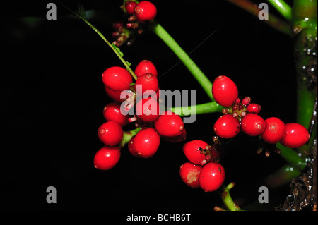 Chicchi di caffè su albero Corcovado Nationalpark Costa Rica Foto Stock