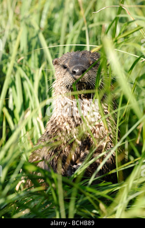 Foto di stock di una lontra di fiume del peering dall'erba, il Parco Nazionale di Yellowstone, Montana, 2009. Foto Stock