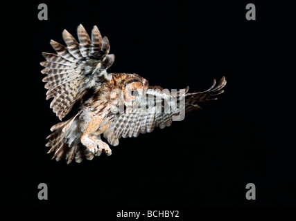 Allocco Strix aluco in volo di notte Foto Stock