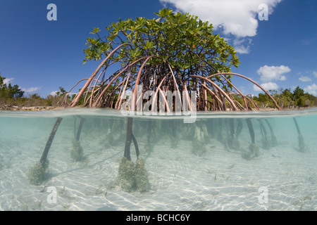 Mangrovie in laguna Rhizophora sp Providenciales Mar dei Caraibi Oceano Atlantico Isole Turks e Caicos Foto Stock