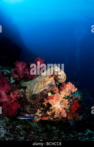 Giorno Polpo alla Coral Reef Octopus cyanea Richelieu Rock Isole Similan sul Mare delle Andamane Thailandia Foto Stock