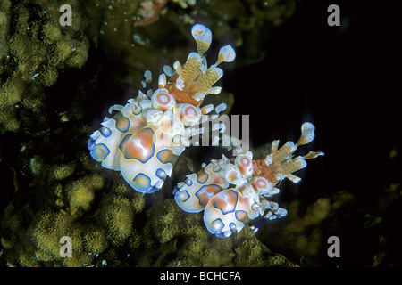 Coppia di Arlecchino gamberetti Hymenocera elegans Isole Similan sul Mare delle Andamane Thailandia Foto Stock