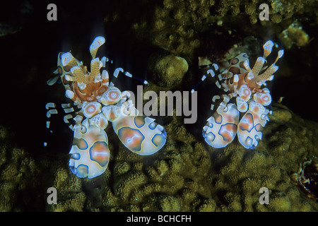 Giovane Arlecchino gamberetti Hymenocera elegans Isole Similan sul Mare delle Andamane Thailandia Foto Stock