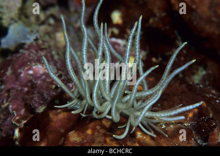 Nudibranch Phyllodesmium briareum Parco Nazionale di Komodo Lesser Sunda Islands Indo Pacific Indonesia Foto Stock