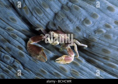 Il Granchio di porcellana in Anemone Neopetrolisthes maculata Parco Nazionale di Komodo Lesser Sunda Islands Indo Pacific Indonesia Foto Stock