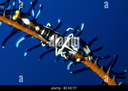 Crinoide gamberetto commensale Periclimenes cornutus Parco Nazionale di Komodo Lesser Sunda Islands Indo Pacific Indonesia Foto Stock