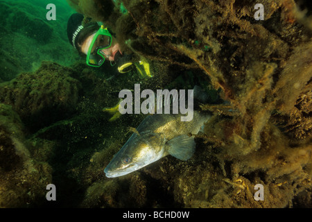 Subacqueo e Pikeperch Stizostedion lucioperca Lago di Lugano Ticino Svizzera Foto Stock