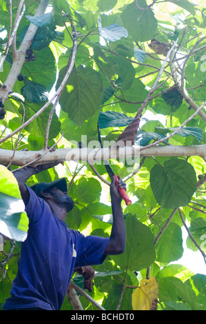 L'uomo su un albero di assottigliare il Ficus albero dal taglio di rami verso il basso Foto Stock