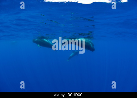 Famiglia di breve alettato Balene Pilota Globicephala melas isola Pico Azzorre Atlantic Portogallo Foto Stock