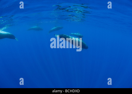 Famiglia di breve alettato Balene Pilota Globicephala melas isola Pico Azzorre Atlantic Portogallo Foto Stock