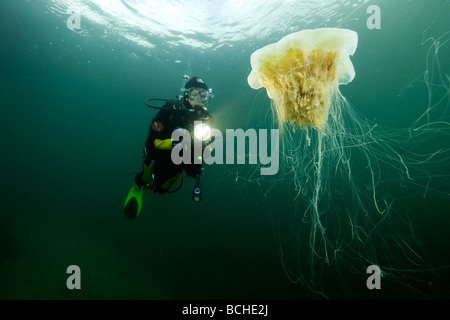 Scuba Diver e velenosi i Lions Mane meduse Cyanea capillata Stromsholmen Oceano Atlantico dalla Norvegia Foto Stock