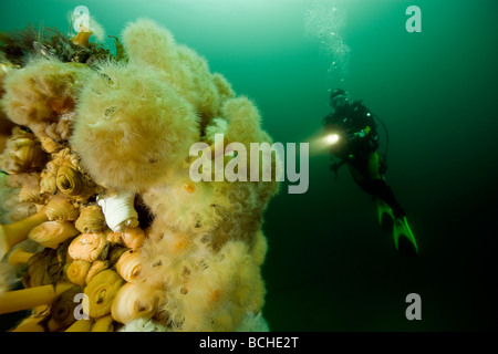 Anemone Plumose e Scuba Diver Metridium senils Stromsholmen Oceano Atlantico dalla Norvegia Foto Stock