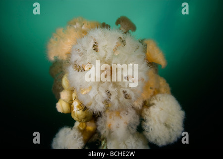 Anemone Plumose coralli Coldwater Metridium senils Stromsholmen Oceano Atlantico dalla Norvegia Foto Stock