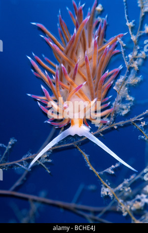 Blu Bianco Rosso Nudibranch Cratena peregrina Vela Luka Isola di Korcula Dalmazia Adriatico Croazia Foto Stock