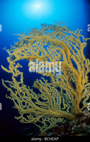 Mediterraneo corallo nero Gerardia savaglia Isola di Vis Dalmazia Adriatico Croazia Foto Stock