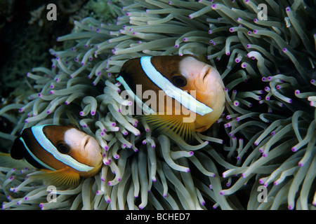 Paio di Clarks Anemonefish in anemone marittimo Amphiprion clarkii Wakatobi. Celebes Indo Pacific Indonesia Foto Stock