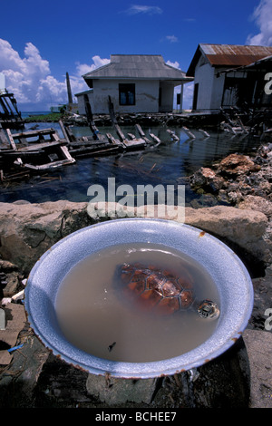 Tartaruga Verde catturati e conservati nel piccolo bacino Chelonia Mydas Wakatobi. Celebes Indo Pacific Indonesia Foto Stock