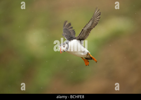 Puffin in volo sulla isola di Skomer Foto Stock