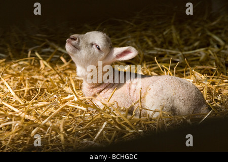 Close-up foto di un giovane agnello seduto su un letto di paglia per godersi il sole in una fattoria in Shropshire. Foto Stock